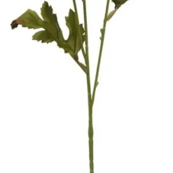 Aster