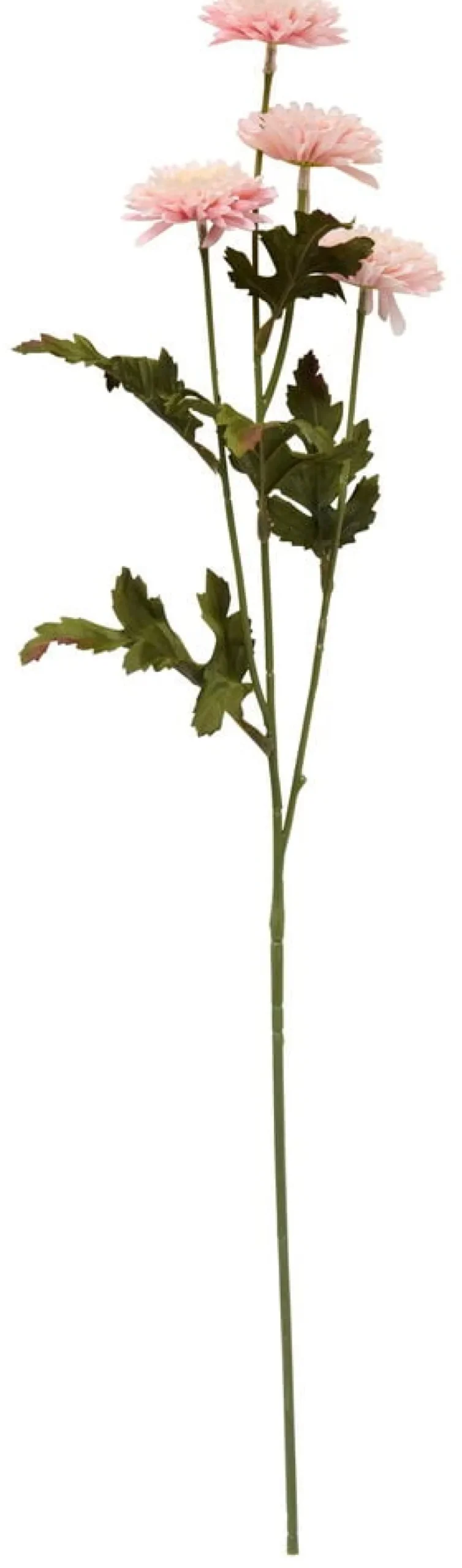 Aster