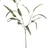 Eukalyptusblad