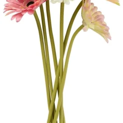 Gerbera