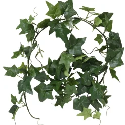 Girlang Murgröna
