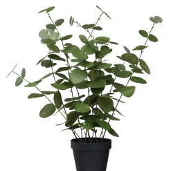 Krukväxt Eukalyptus