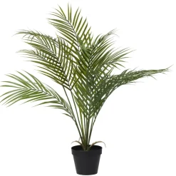 Krukväxt Guldpalm