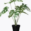Krukväxt Monstera