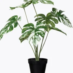 Krukväxt Monstera