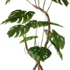 Krukväxt Monstera