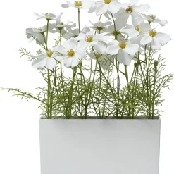 Krukväxt Rosenskära