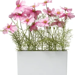 Krukväxt Rosenskära