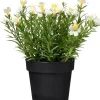 Krukväxt Sommarblommor