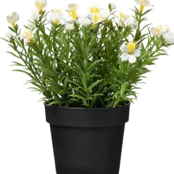 Krukväxt Sommarblommor