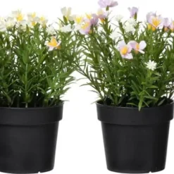 Krukväxt Sommarblommor