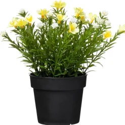 Krukväxt Sommarblommor