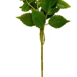 Kvist Chrysanthemum