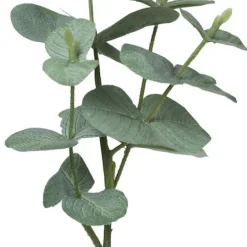 Kvist Eukalyptus