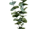 Kvist Eukalyptus