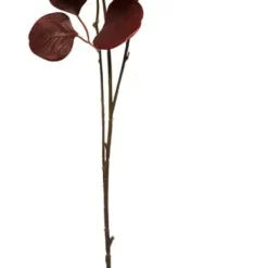 Kvist Eukalyptus