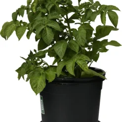 Potatiskruka