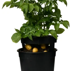 Potatiskruka