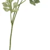 Ranunkel