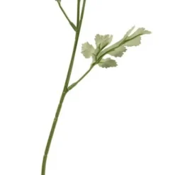 Ranunkel
