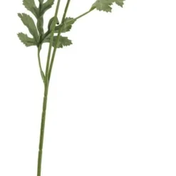 Ranunkel