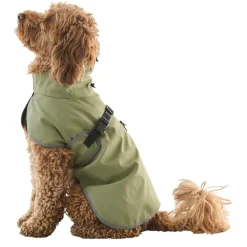 Regnjacka hund, året runt