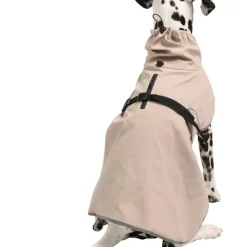 Regnjacka hund, året runt
