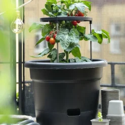 Tomatkruka med spaljé