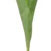 Tulpan