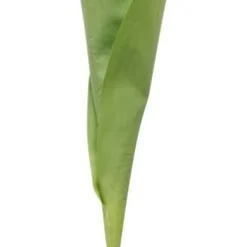 Tulpan