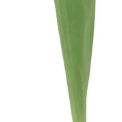 Tulpan