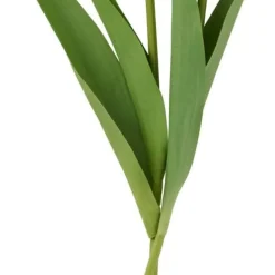 Tulpan