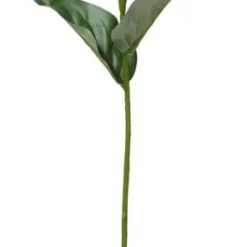 Zinnia